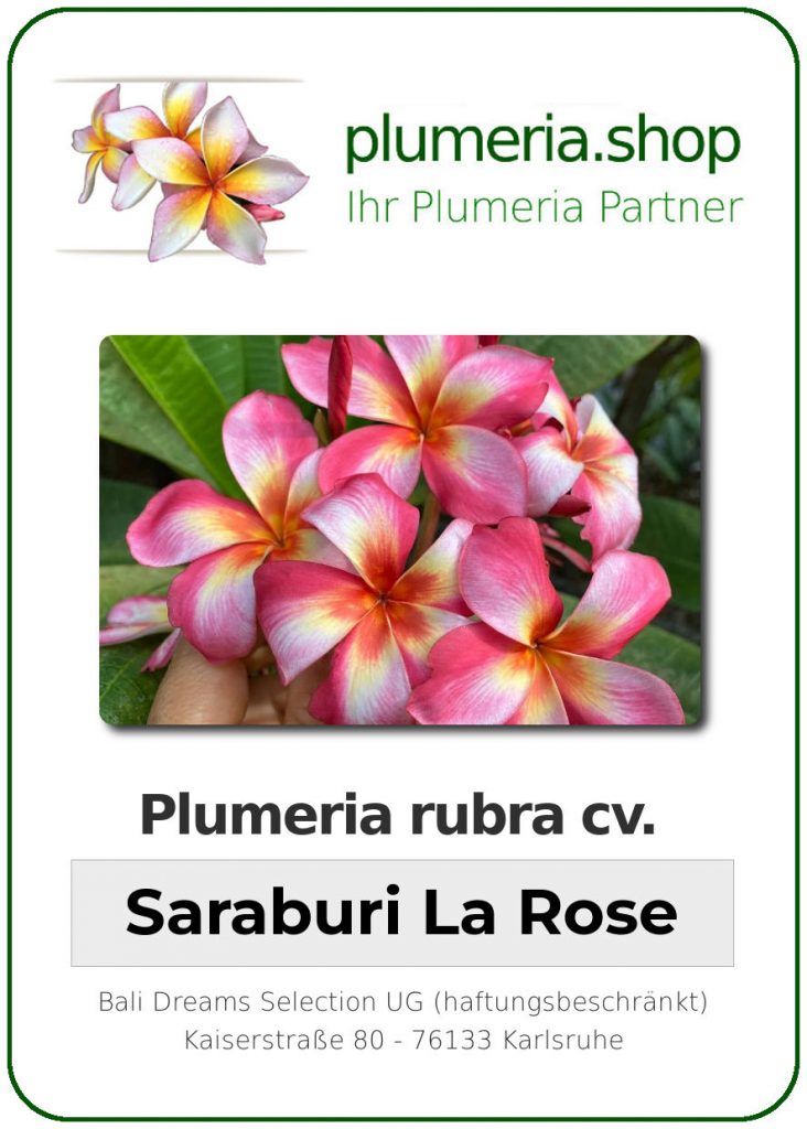 Plumeria rubra "Saraburi La Rose", wurzelnackt