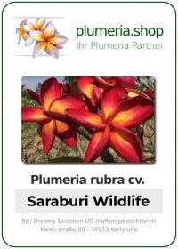 Plumeria rubra - "Saraburi Wildlife"