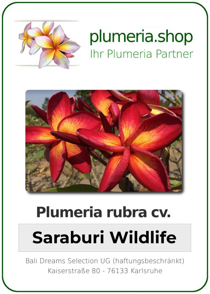 Plumeria rubra "Saraburi Wildfire"