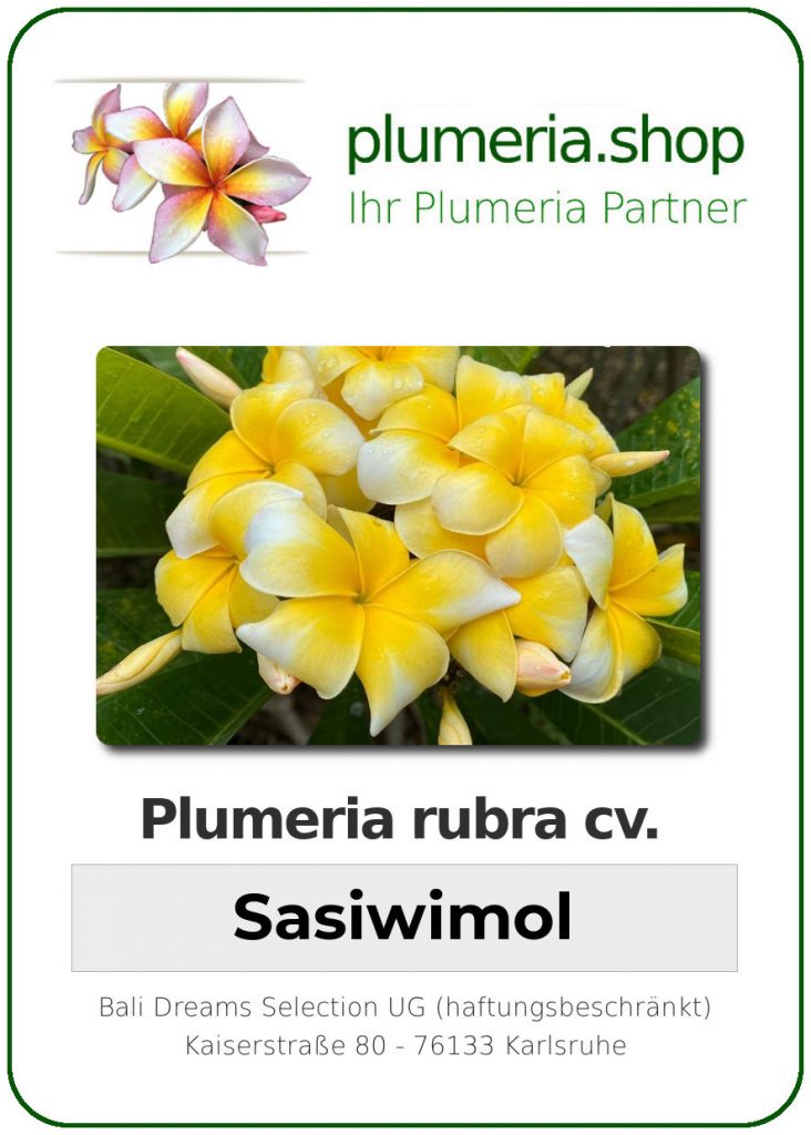 Plumeria rubra "Sasiwimol", wurzelnackt