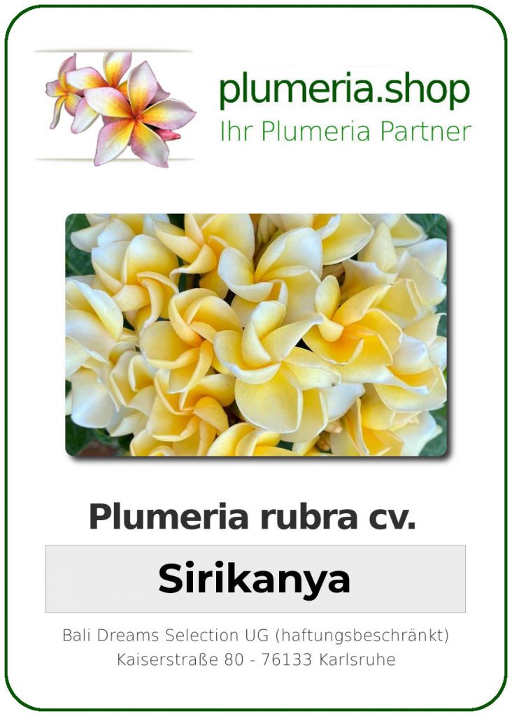 Plumeria rubra "Sirikanya", wurzelnackt
