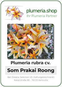 Plumeria rubra - "Som Prakai Roong"
