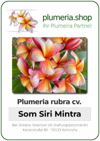 Plumeria rubra - "Som Siri Mintra"