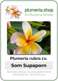 Plumeria rubra - "Som Supaporn"