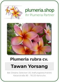 Plumeria rubra - "Tawan Yorsang"