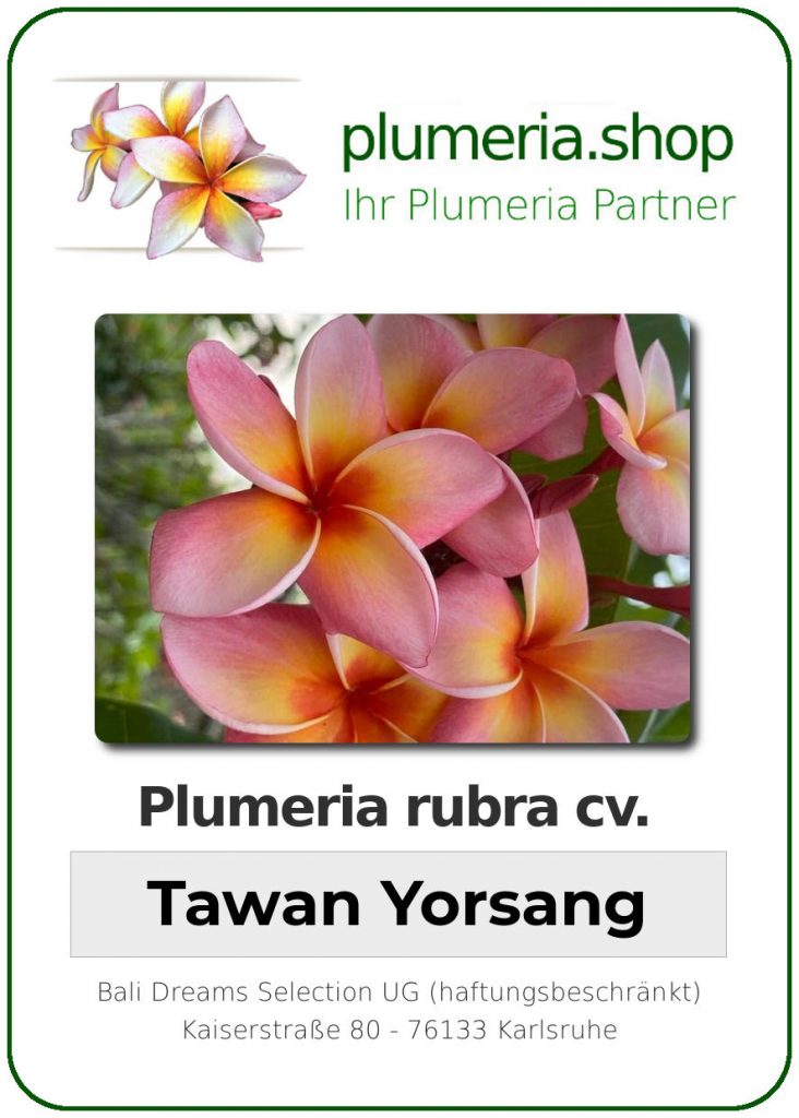 Plumeria rubra "Tawan Yorsang", wurzelnackt