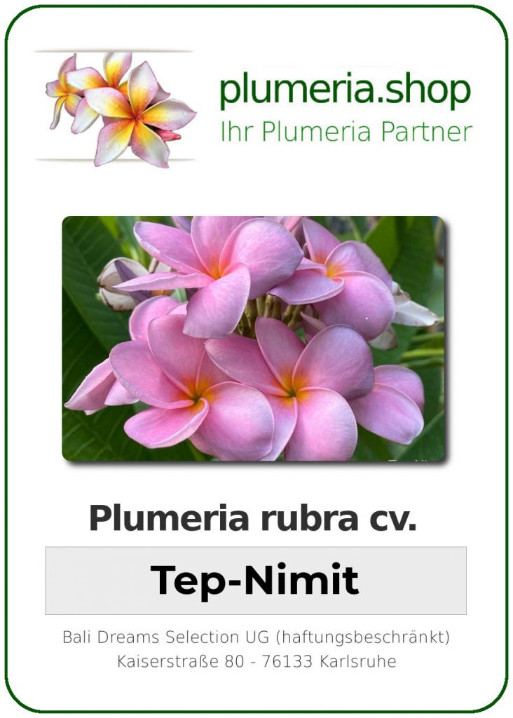 Plumeria rubra "Tep-Nimit", wurzelnackt