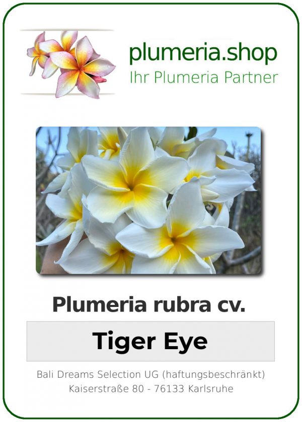 Plumeria rubra - &quot;Tiger Eye&quot;