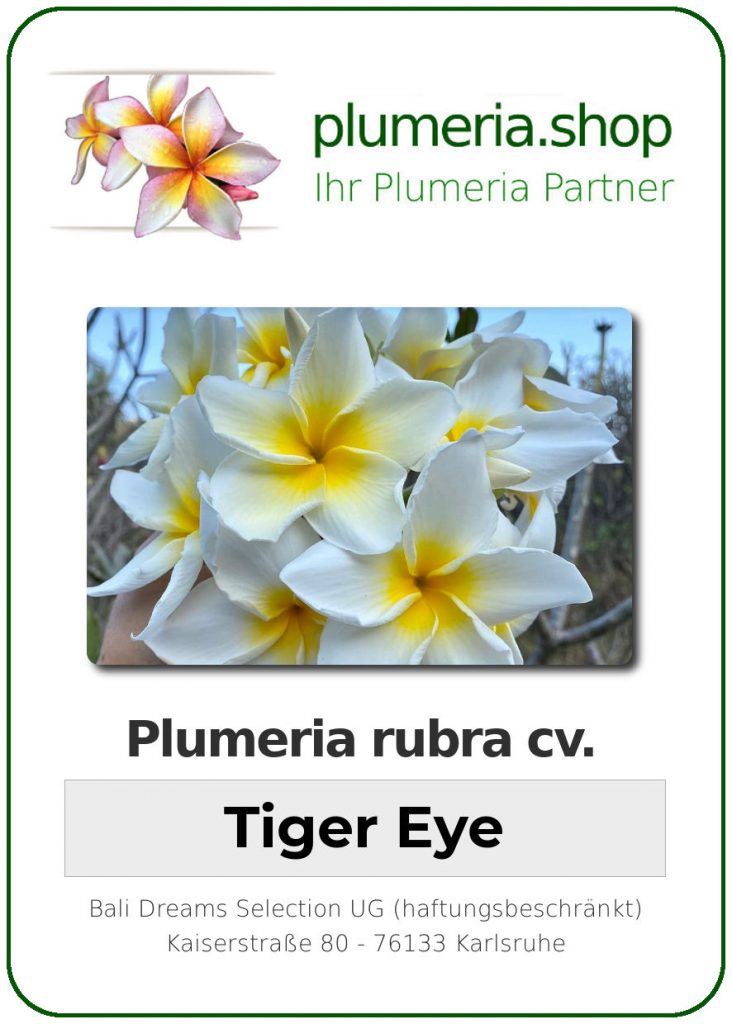 Plumeria rubra cv. "Tiger Eye" - Steckling