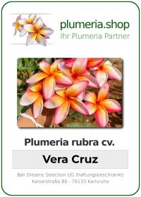 Plumeria rubra - "Vera Cruz Spectrum"