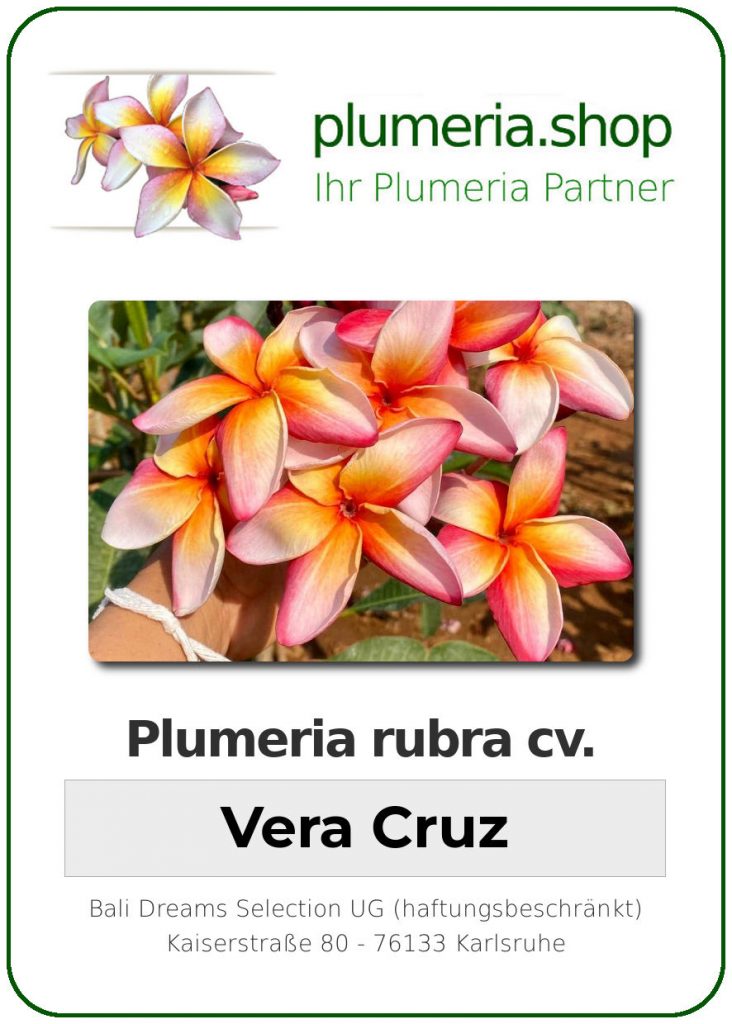 Plumeria rubra "Vera Cruz Spectrum", wurzelnackt