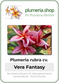 Plumeria rubra - "Vera Fantasy"