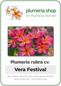 Plumeria rubra - "Vera Festival"