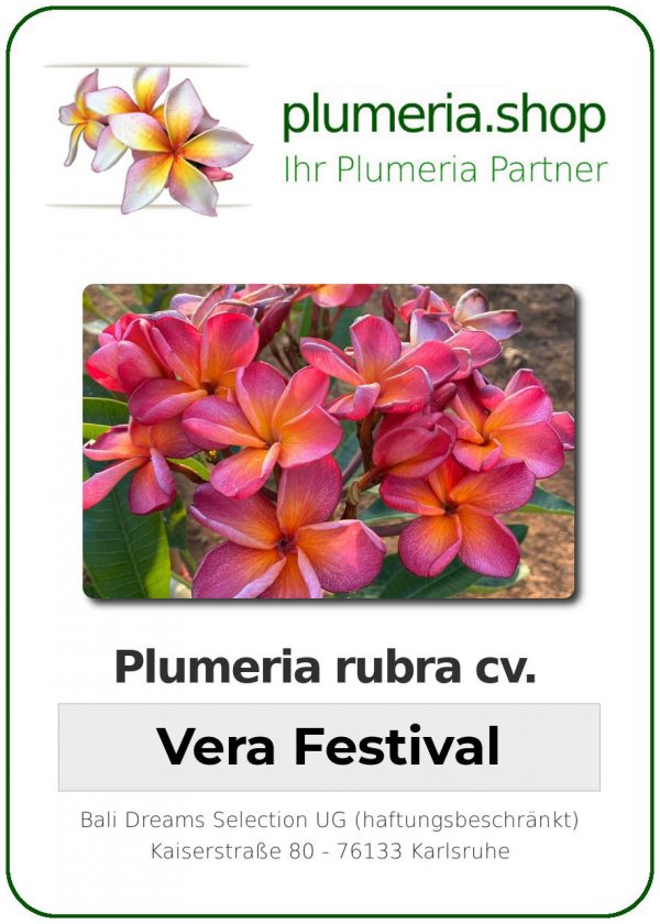 Plumeria rubra - "Vera Festival"