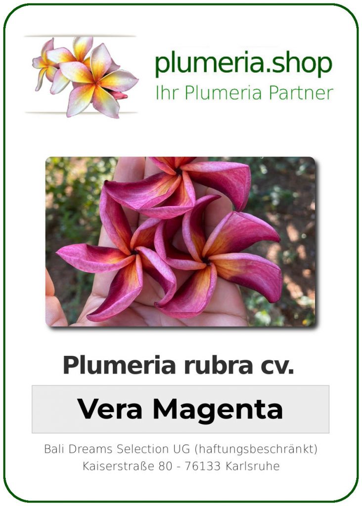 Plumeria rubra "Vera Magenta", wurzelnackt