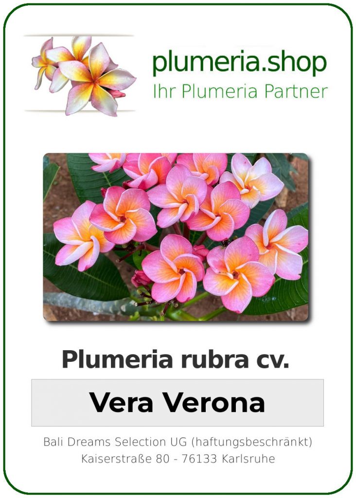 Plumeria rubra "Vera Verona", wurzelnackt