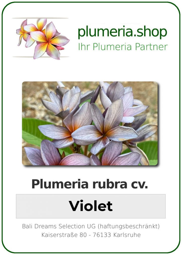 Plumeria rubra "Violet", wurzelnackt