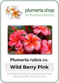 Plumeria rubra - "Wild Berry Pink"
