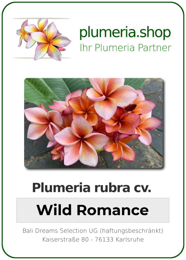 Plumeria rubra cv. "Wild Romance" - Steckling