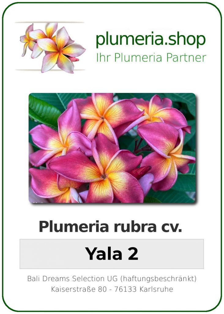 Plumeria rubra cv. "Yala #2" - Steckling