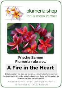 Plumeria rubra - &quot;A Fire in the Heart&quot;