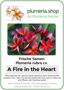 Plumeria rubra - "A Fire in the Heart"