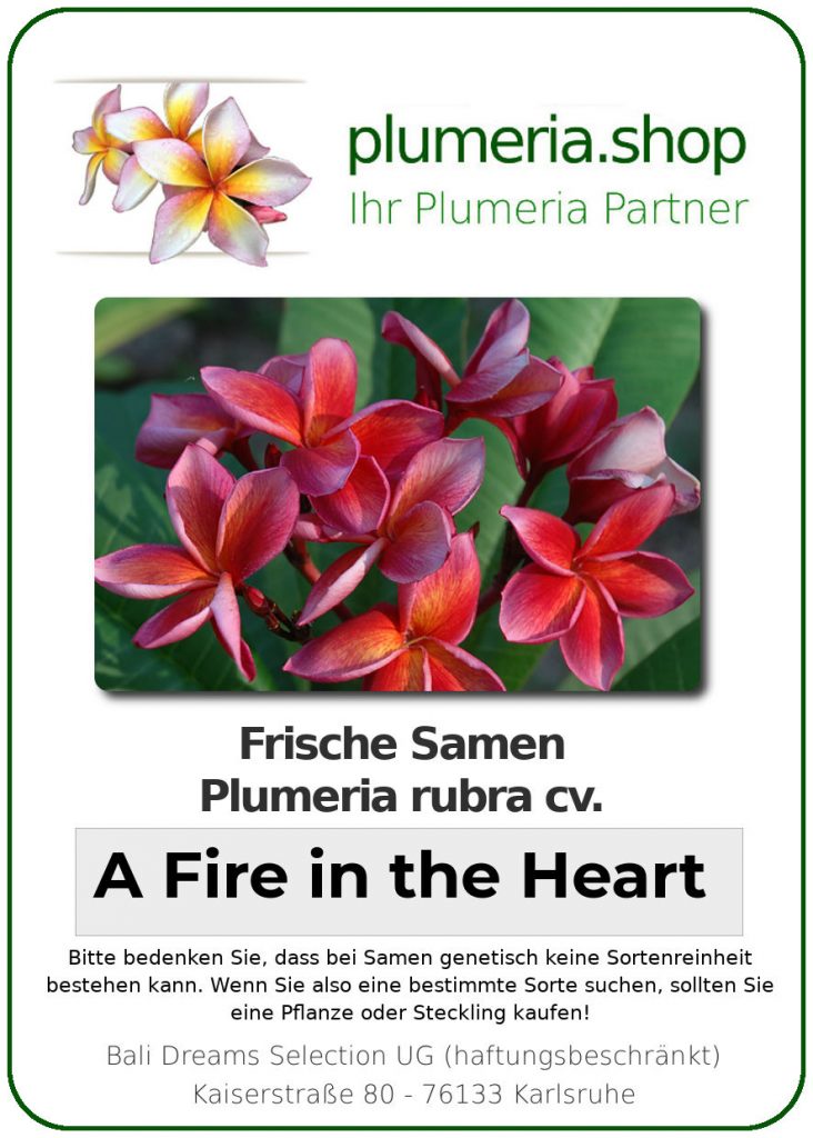 Plumeria rubra "A Fire in the Heart"