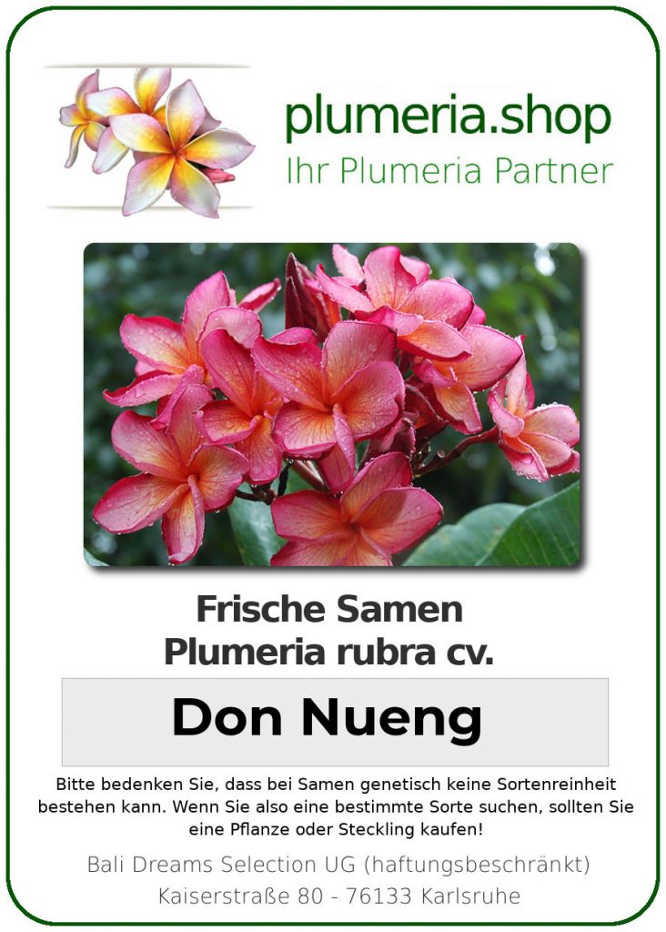 Plumeria rubra "Don Nueng"