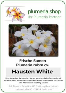Plumeria rubra - "Hausten White"