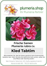 Plumeria rubra - "Kled Tabtim" - Samen
