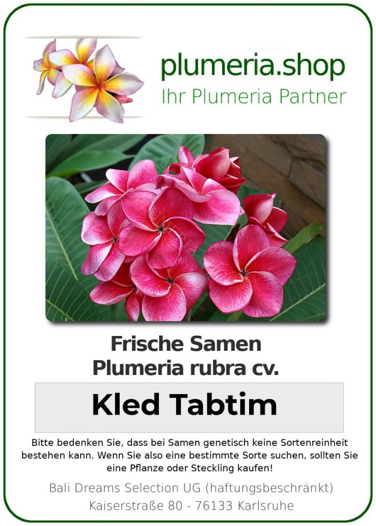 Plumeria rubra "Kled Tabtim"