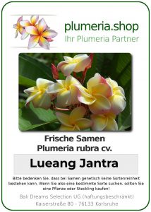 Plumeria rubra - "Lueang Jantra"
