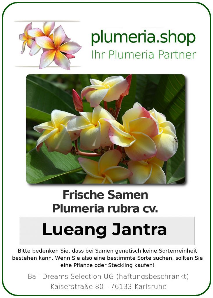Plumeria rubra "Lueang Jantra"