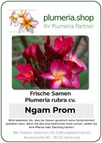 Plumeria rubra - "Ngam Prom"