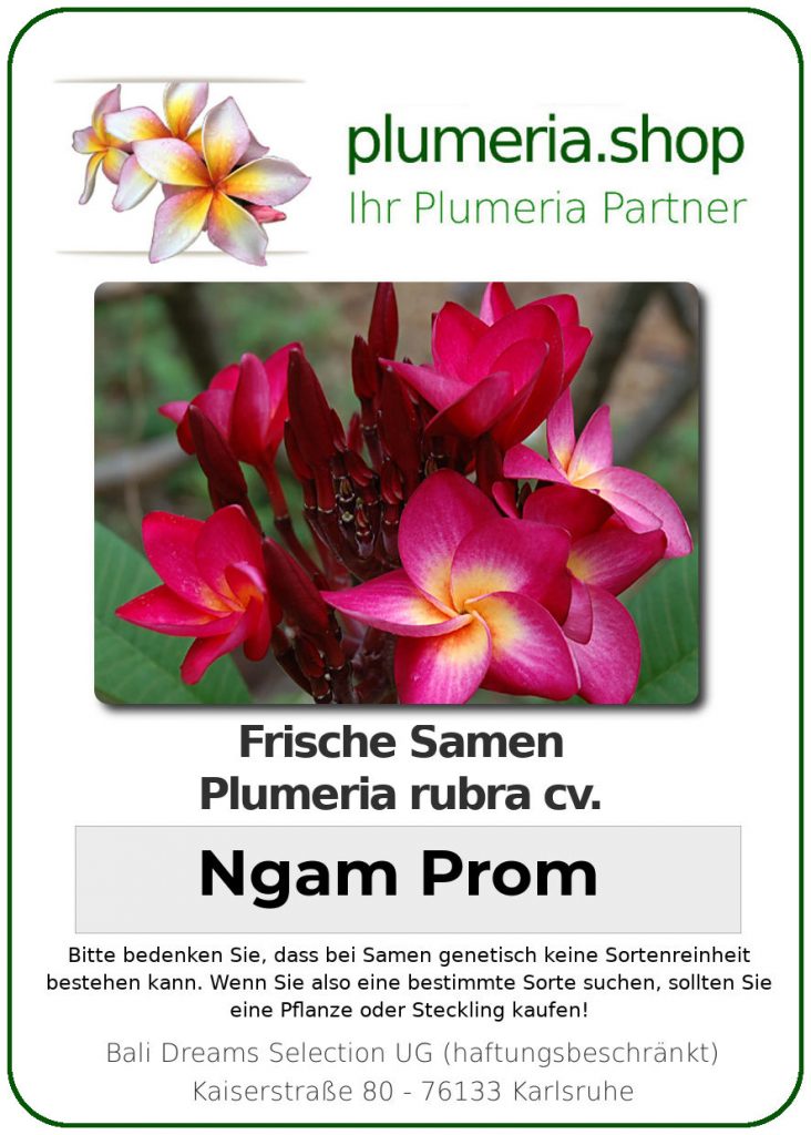 Plumeria rubra "Ngam Prom"