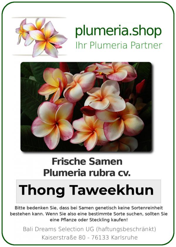 Plumeria rubra - &quot;Thong Taweekhun&quot; - Samen