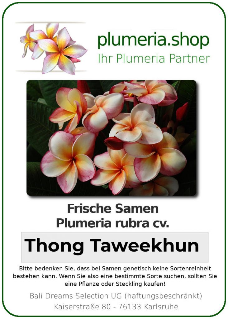 Plumeria rubra "Thong Taweekhun"