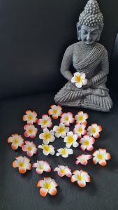 Plumeria / Frangipani Schaumblüten