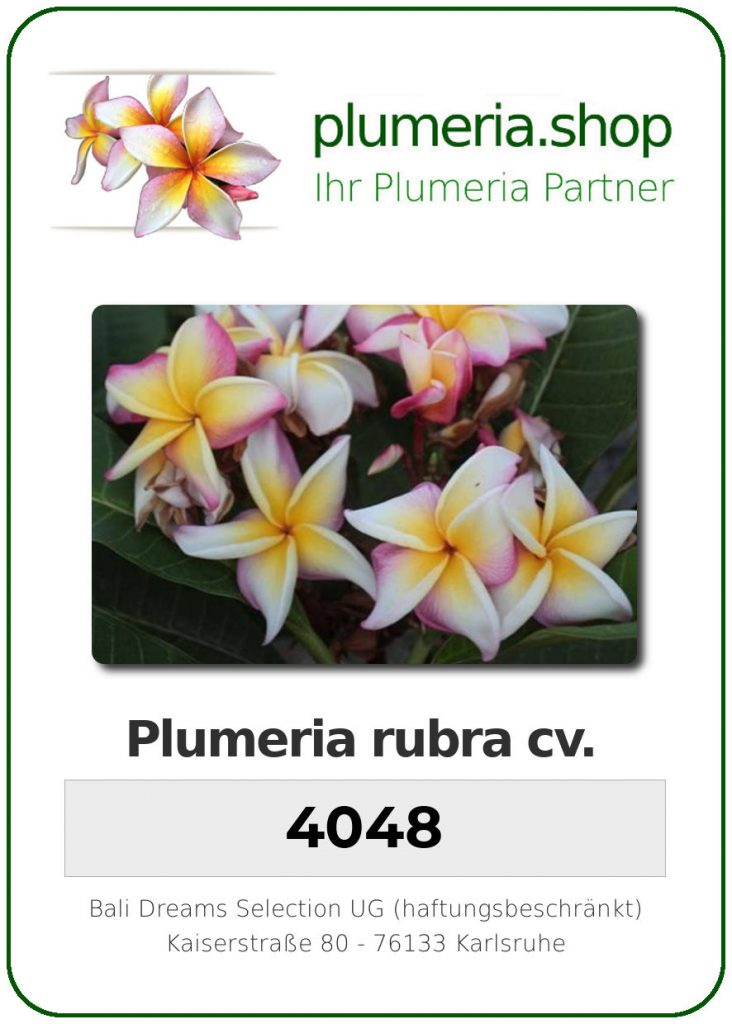Plumeria rubra cv. "4048" - unbewurzelter Steckling