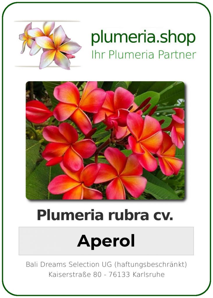 Plumeria rubra cv. "Aperol" - unbewurzelter Steckling