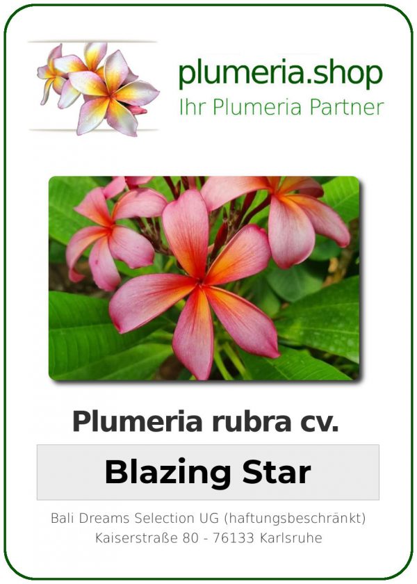 Plumeria rubra - "Blazing Star"
