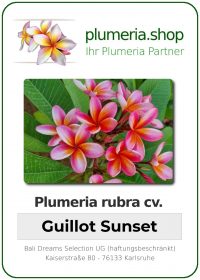 Plumeria rubra - &quot;Guillot Sunset&quot;