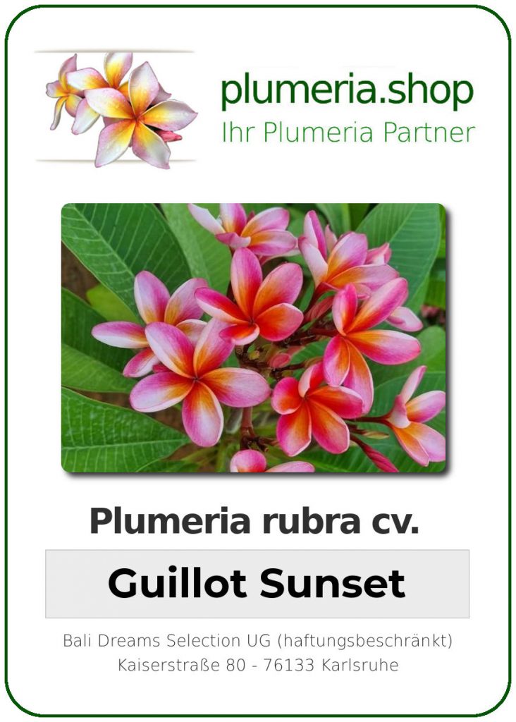 Plumeria rubra cv. "Guillot Sunset" - unbewurzelter Steckling