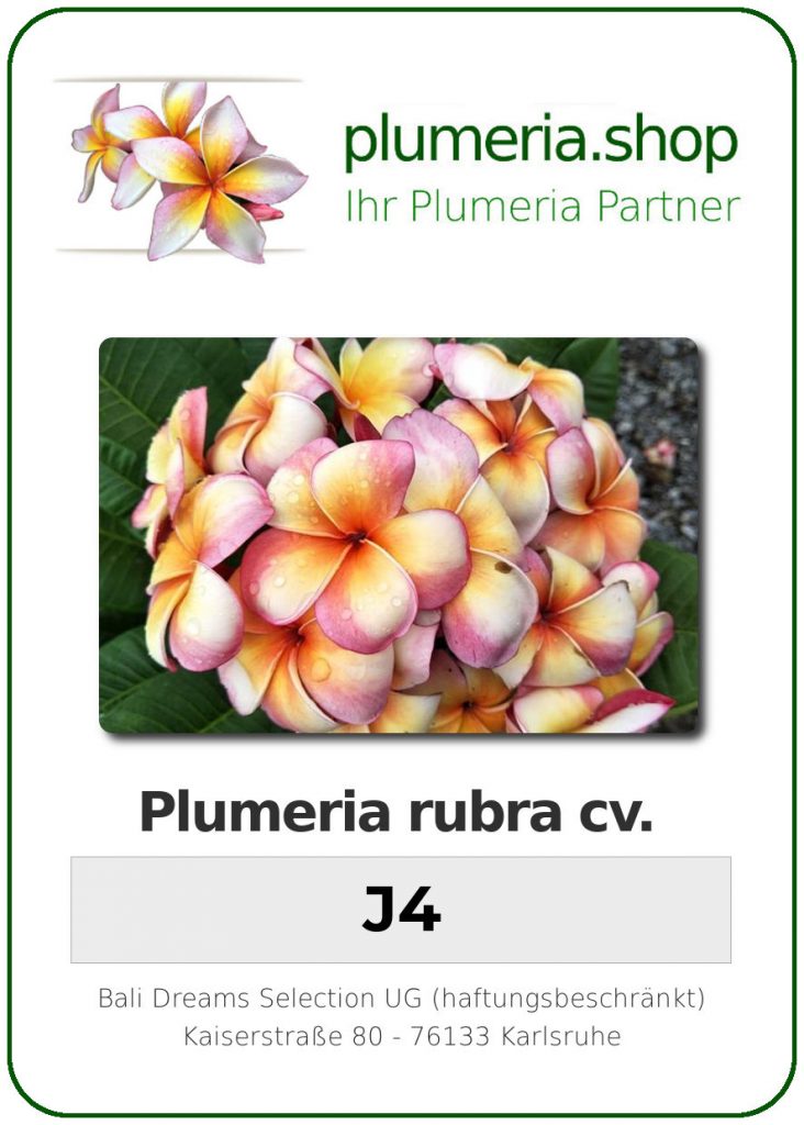 Plumeria rubra cv. "J4" - unbewurzelter Steckling