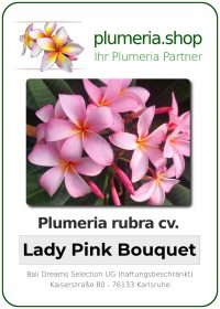 Plumeria rubra - "Lady Pink Bouquet"