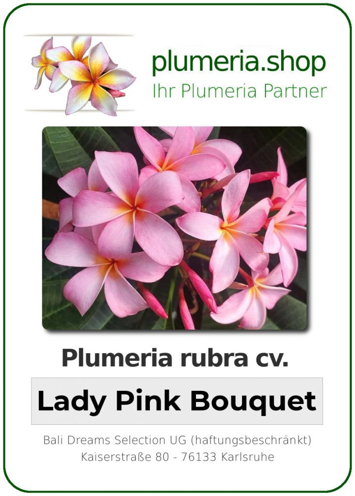 Plumeria rubra "Lady Pink Bouquet"