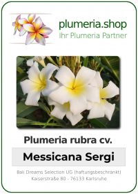 Plumeria rubra - "Messicana Sergi"