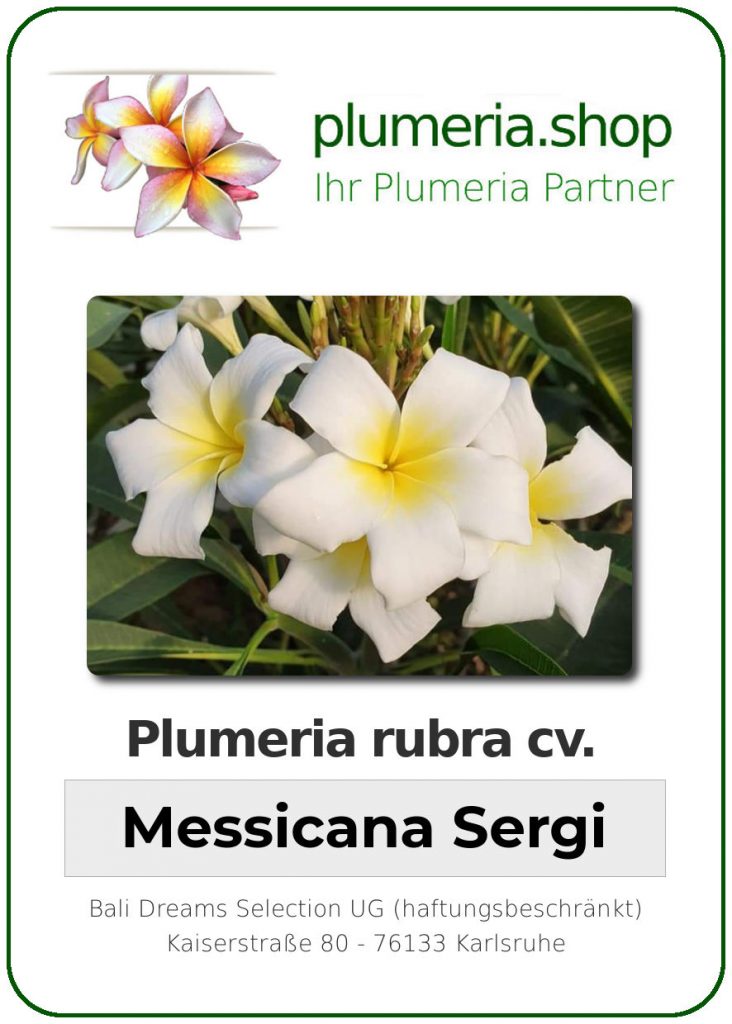 Plumeria rubra "Puebla" aka "Messicana Sergi"