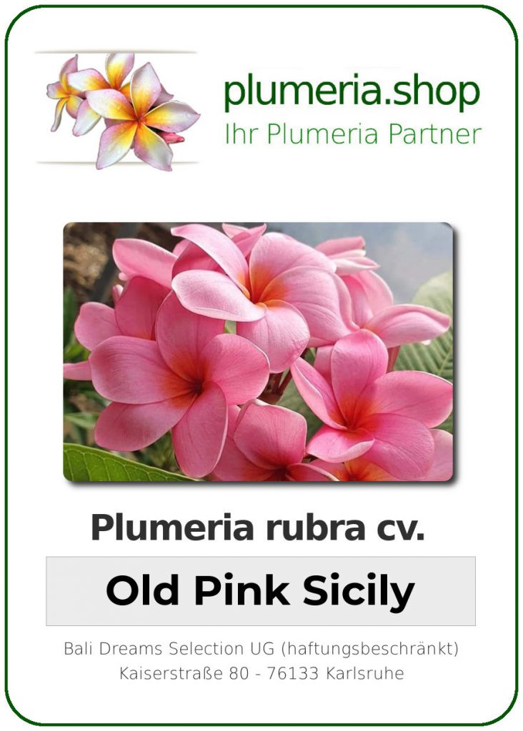Plumeria rubra cv. "Old Pink Sicily" - unbewurzelter Steckling