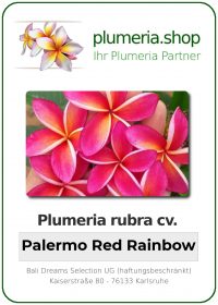 Plumeria rubra - "Palermo Red Rainbow"